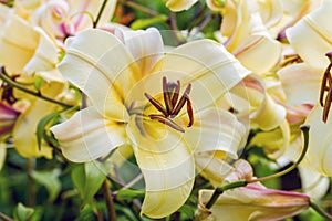 Yellow lily in the garden