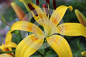 Yellow lily in the garden in the rainSummer rain in the garden. Lilies in the rain. Raindrops on the petals. Yellow flowers. Summe