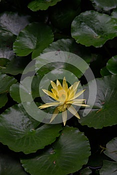 Yellow lily on green leaves