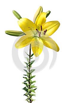 Yellow lily isolated on white