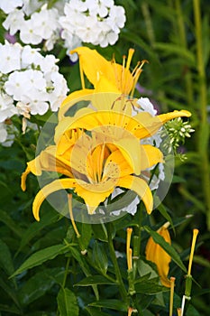 Yellow lily ( lilies )