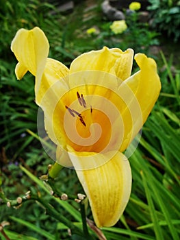 Yellow lily ( lilies ). Yellow lily in drop.