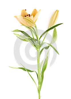 Yellow lily lilium flower isolated