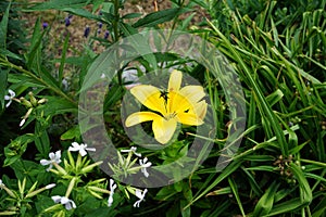 Yellow lily, Lilium 