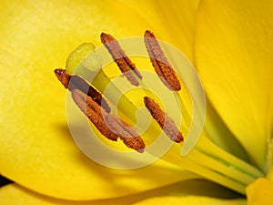 Yellow lily pistil Close Up