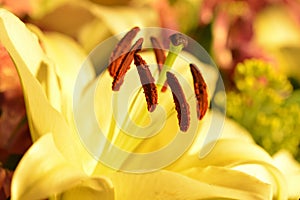 Yellow Lily Pistil petal