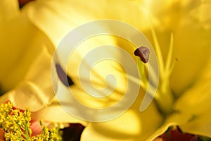 Yellow Lily Pistil petal