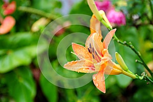 Yellow Lily and rain drops