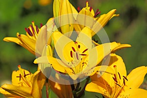 Yellow lily