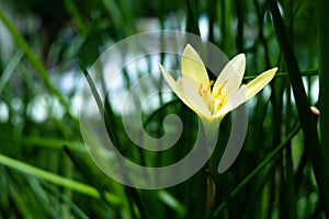 yellow lily on their tree.