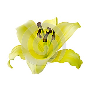 Yellow lily on a white background