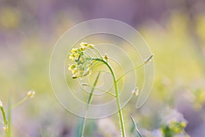 Yellow lily Wild flower photo