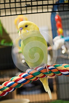 Yellow and lime budgie