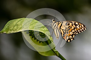 Yellow lime butterfly with black lines on the body and wings and blue spots. Papilio demoleus