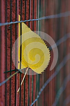 Yellow lime leaf stuck in a fence