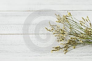 Yellow limonium caspia flowers, selective focus