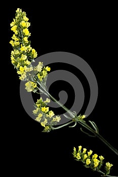 Yellow Limonium sinuatum flower