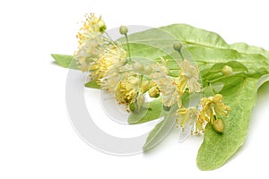 Yellow linden flower