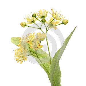 Yellow linden flower