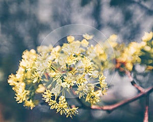 Yellow Linden Flower Branch Blooming Summer