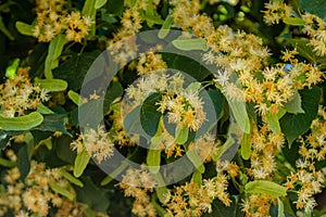 Yellow linden flowers on the blooming linden tree near village