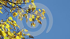 Yellow linden leaves on the wind