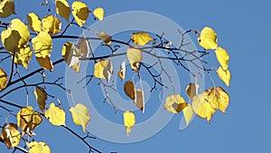 Yellow linden over blue sky