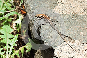 Yellow line lizzard walking over stones