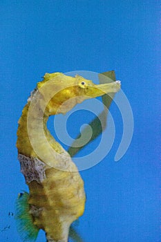 Yellow Lined seahorse Hippocampus erectus