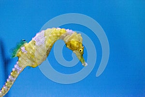 Yellow Lined seahorse Hippocampus erectus