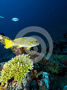 Yellow Lined Sweetlips on USAT Liberty 01