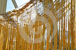 Yellow Linen Hanging at The National Botanic Gardens in Dublin, Ireland