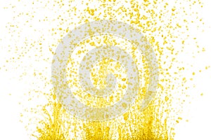 Yellow liquid flying explosion, pigment corn banana juice fresh float pour in mid air. Yellow paint color splash spill drop