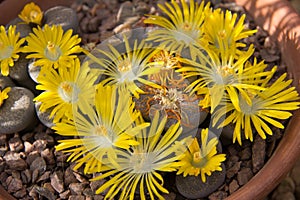 Yellow Lithops Hookeri in flower