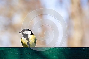 Yellow little bird on fence in park. Tit bird in Russia. Wildlife background.