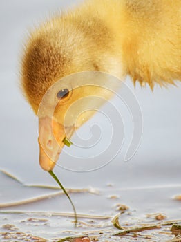 Yellow little duck goose eating