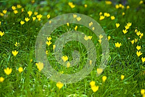 Yellow little flower on green grass background.