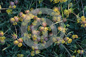 Yellow little flowers meadow overhead view