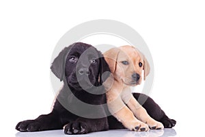 Yellow little labrador retriever lying on top of black puppy