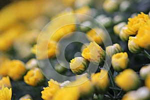 Yellow little mum flower macro background