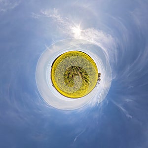 yellow little planet transformation of spherical panorama 360 degrees. Spherical abstract aerial view in rapeseed field with