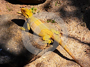 Yellow lizard baking on rock in the sun