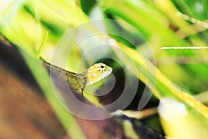 The yellow lizard on the leaf turns right.