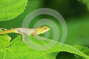 The yellow lizard on the leaf turns right.