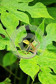 The yellow lizard on the leaf turns right.