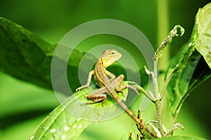 The yellow lizard on the leaf turns right.