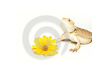 Lizard pogona viticeps on white background