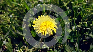 Yellow lonely dandelion growing in fresh green grass. Video of yellow dandelion close up.