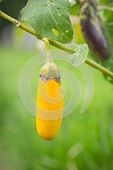 Yellow long vegetable or roach berry.