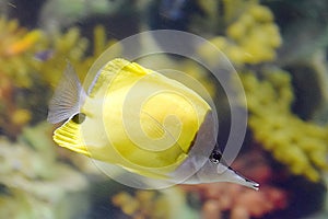 Yellow Longnose butterful fish